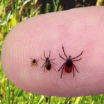 Ticks and Lyme disease in Maryland from Evolve Direct Primary Care, the highest rated primary care and urgent care serving Annapolis, Edgewater, Davidsonville, Gambrills, Crofton, Stevensville, Arnold, Severna Park, Pasadena, Glen Burnie, Crofton, Bowie, Stevensville, Kent Island and Waugh Chapel.
