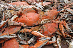 CrabFeast07_64