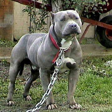 how-to-breed-a-Pit-Bull