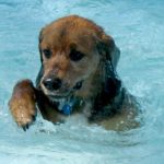 Annual Doggie Swim At Truxtun Park Pool