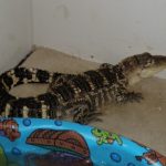Alligator Seized In Jessup Drug Raid