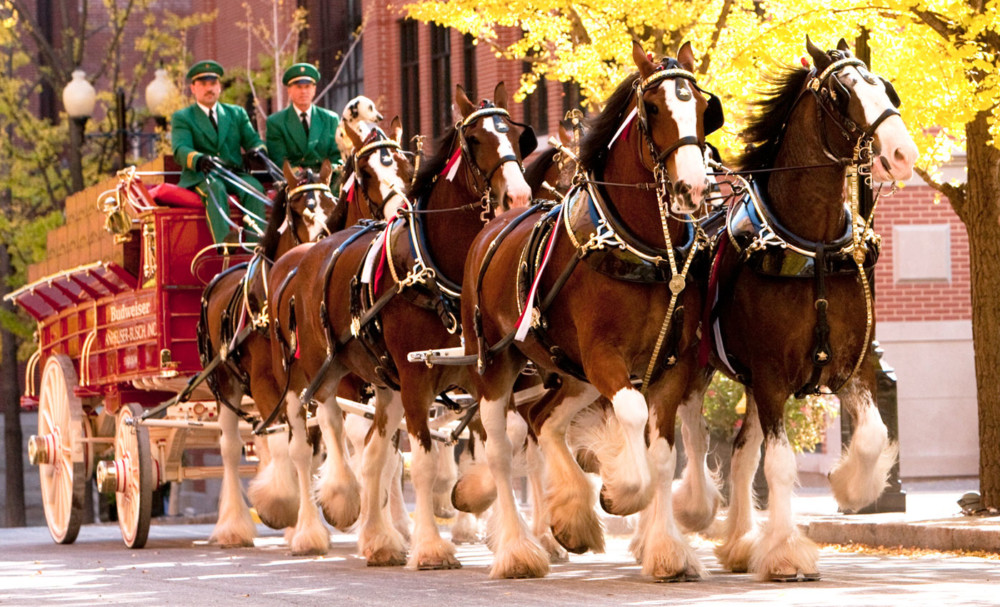 It's Official-Budweiser Clydesdales to Lead the 2022 Military Bowl Parade