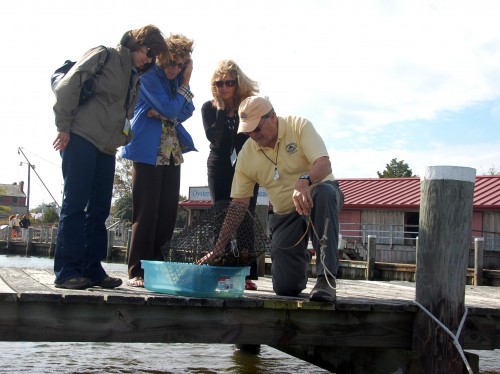 Chesapeake Bay Maritime Museum volunteer docent Joe Irr pulls an oyster cage from Fogg’s Cove in St. Michaels during a museum tour. The museum will be hosting volunteer docent training sessions on Tuesdays and Thursdays from 10am to 12:30pm beginning with a one-hour, new volunteer orientation set for 10am on February 11 at the museum. The training is free and open to the public, with pre-registration needed by calling 410-745-4956. For more information, visit www.cbmm.org.  