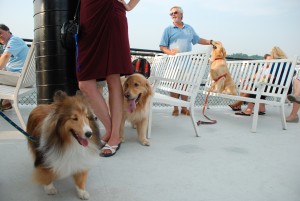 SPCA Dog Days Cruise_001