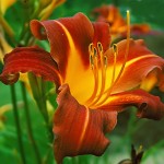 Day Lily Extravaganza scheduled for August 3