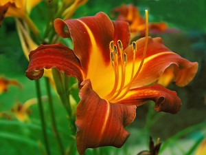 Daylily-Images
