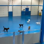 Tecla K-9 Academy to hold grand opening