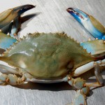 CBMM to present State of the Crab