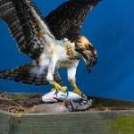 Osprey joins the Annapolis Maritime Museum