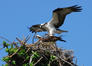 Osprey_prepare_to_mate