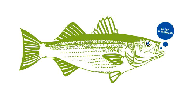 Boatyard Rockfish