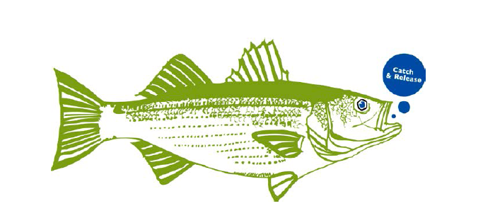 Boatyard Rockfish