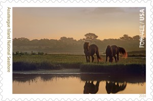 Assateague Ponies