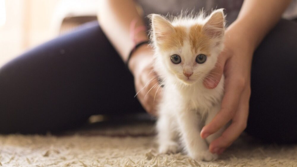 How to Prepare Your Cat for Long-Distance Travel Without Stress