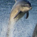 Dolphins of the Chesapeake Bay