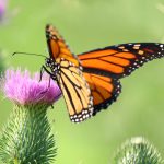 Hostas and Gardening for Monarchs