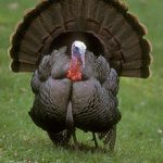 The Wild Turkey in Maryland: History, Biology, and Management