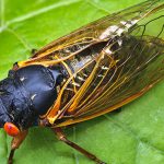 Brood X Cicadas: Fun, Fear, and Fascination