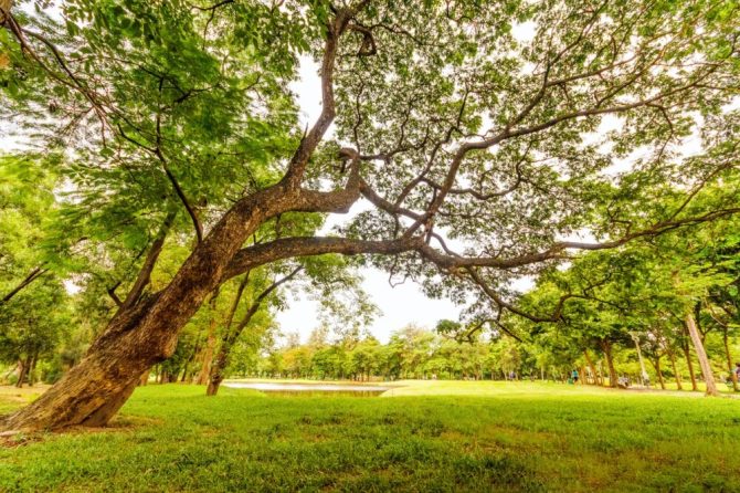 Green Trees