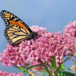 Monarch Rx: Exploring a Little-Known Behavior of a Beloved Butterfly