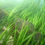 The Green in the Blue: The Comeback of the Chesapeake’s Underwater Grasses and What It Means for the Bay