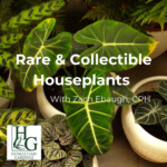 Rare and Exotic Houseplants