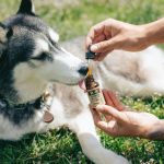 CBD For Dogs: Everything to Know About It