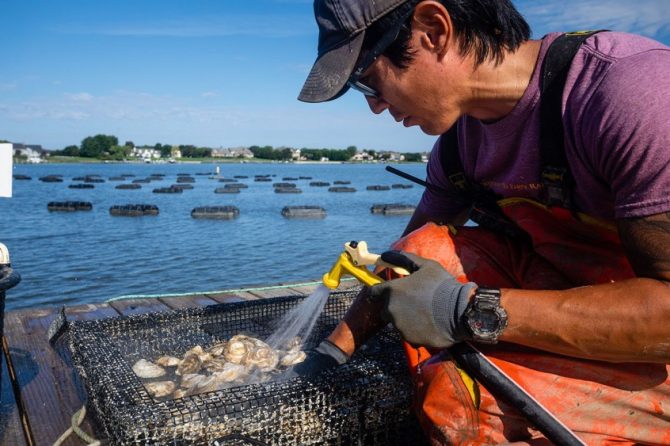 Scott Budden of Orchard Point Oysters cleans a cage at his oyster lease on Kent Island in Stevensville, in Aug 2020 - CREDIT - Will Parson - Chesapeake Bay Program