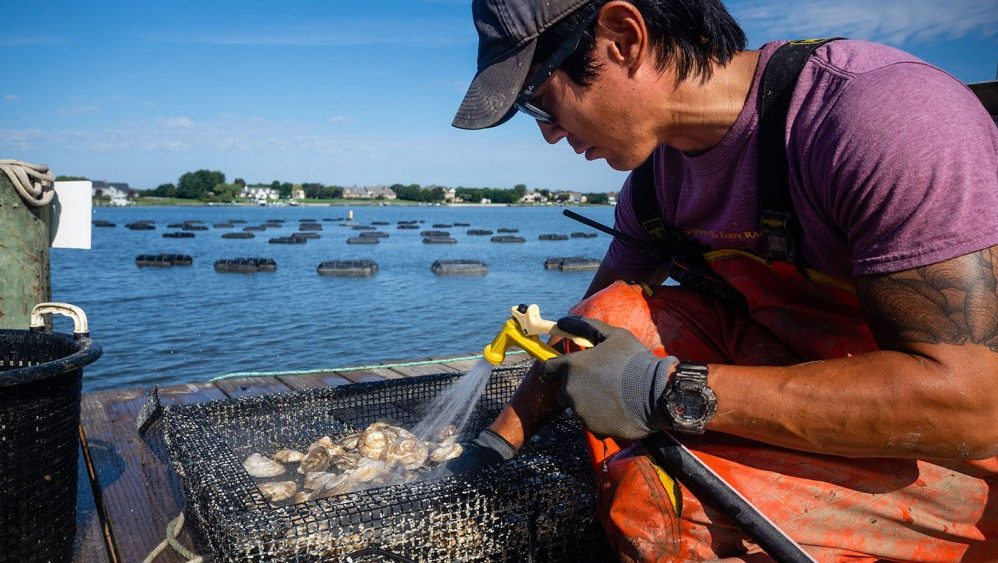 Scott Budden of Orchard Point Oysters cleans a cage at his oyster lease on Kent Island in Stevensville, in Aug 2020 - CREDIT - Will Parson - Chesapeake Bay Program